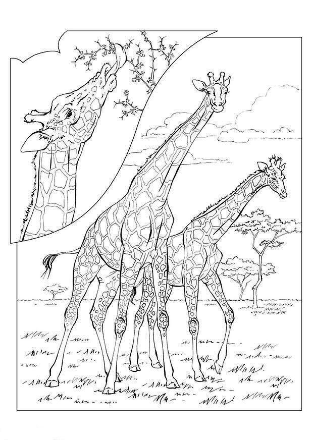 drawings/desenho-girafa-imprimir1.jpg