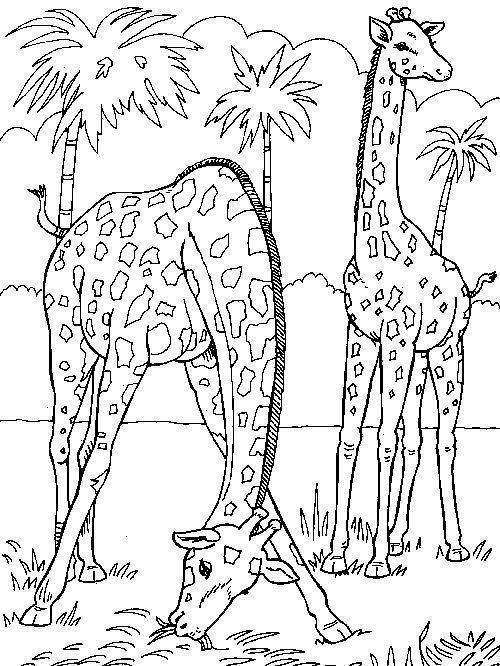 drawings/desenho-girafa-imprimir17.jpg