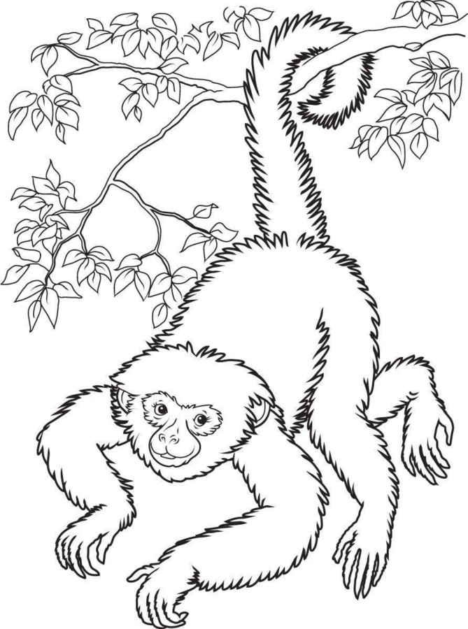 drawings/desenho-macaco-imprimir-colorir-07-669x900.jpg