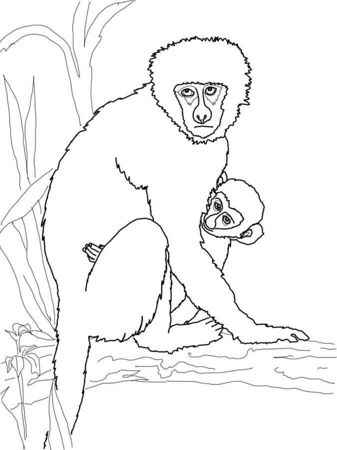 drawings/desenho-macaco-imprimir-colorir-11-675x900.jpg