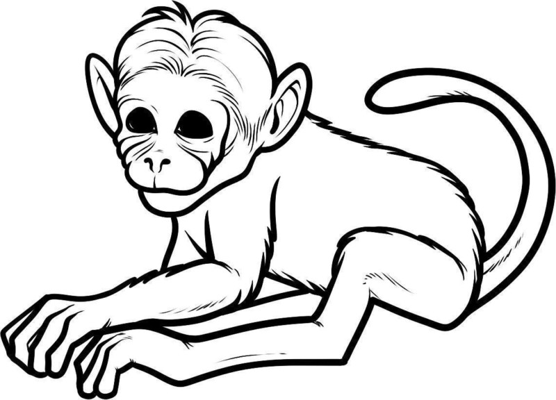 drawings/desenho-macaco-imprimir-colorir-12-800x576.jpg