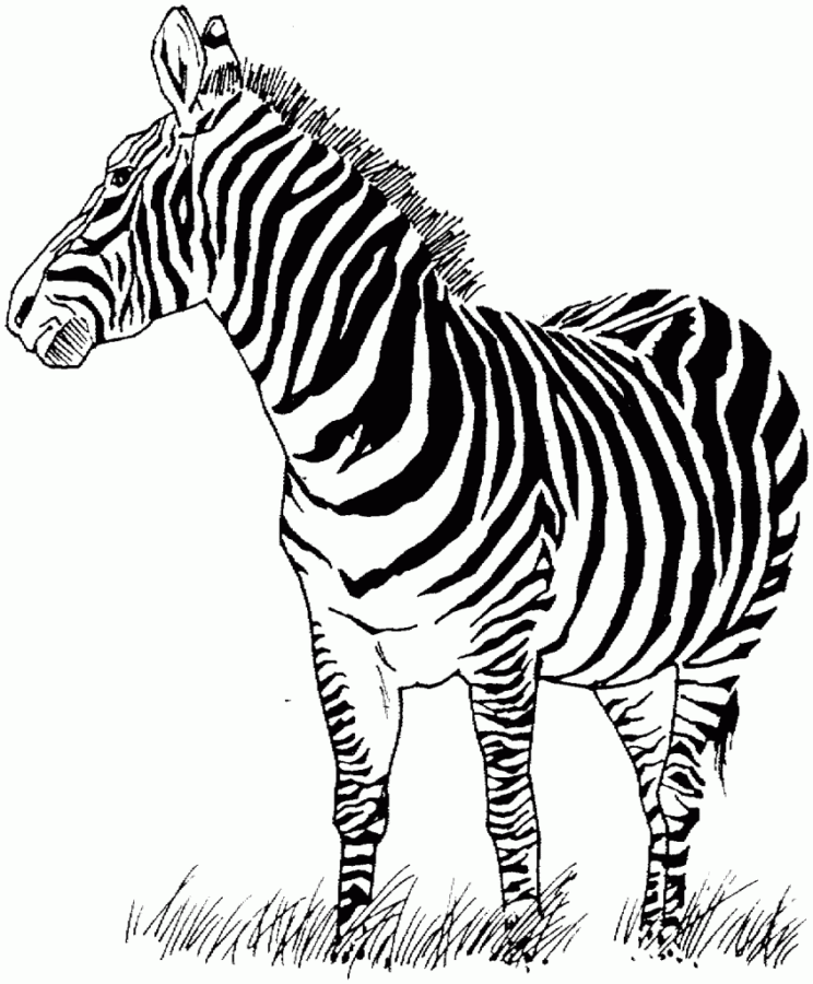 drawings/desenho-zebra-imprimir-colorir-06-744x900.gif