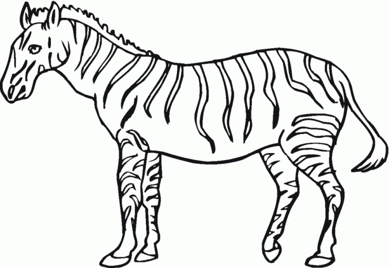 drawings/desenho-zebra-imprimir-colorir-07-800x552.gif