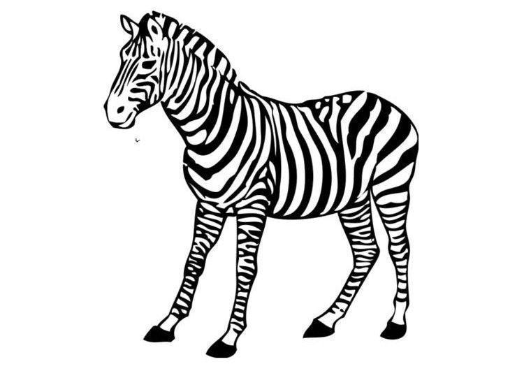 drawings/desenho-zebra-imprimir-colorir-13.jpg