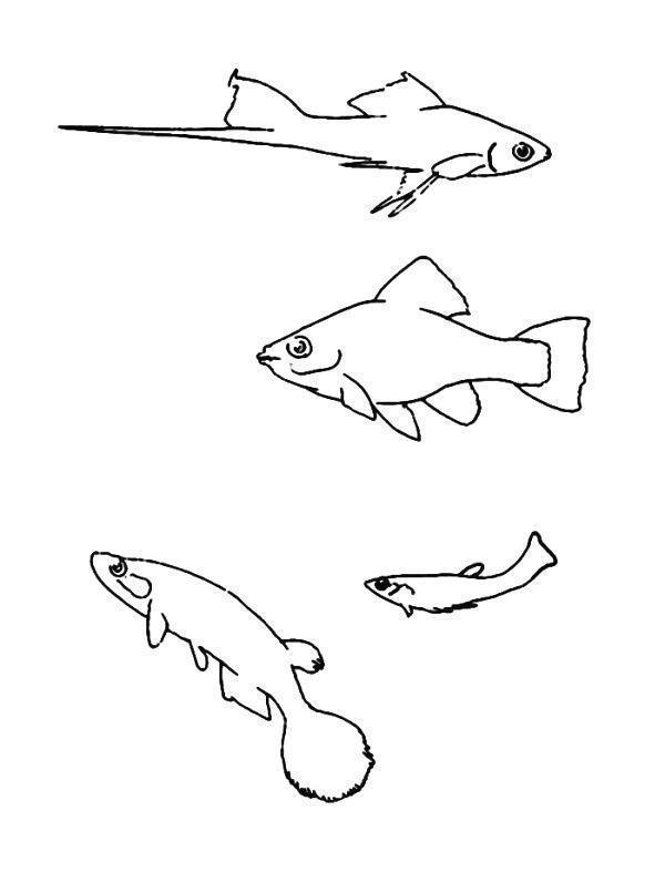 drawings/desenhos-peixes-imprimir09.jpg