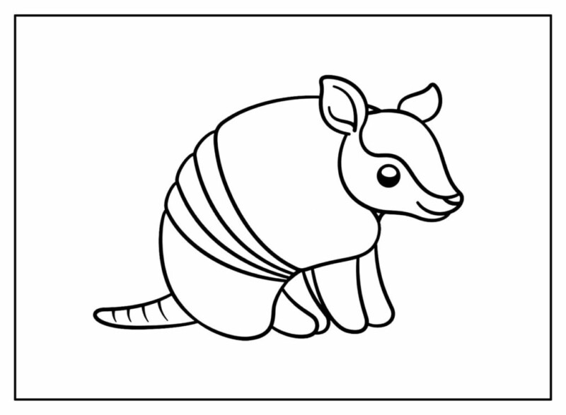 Armadillo